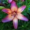 flowerg111